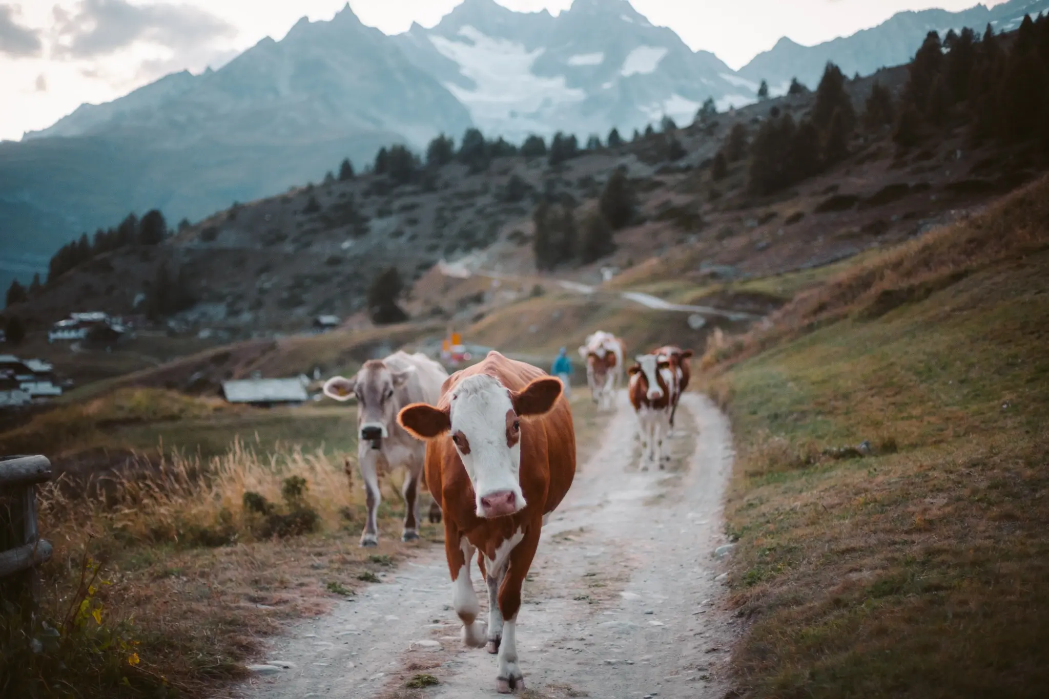 Cattle walking along a mountain trail